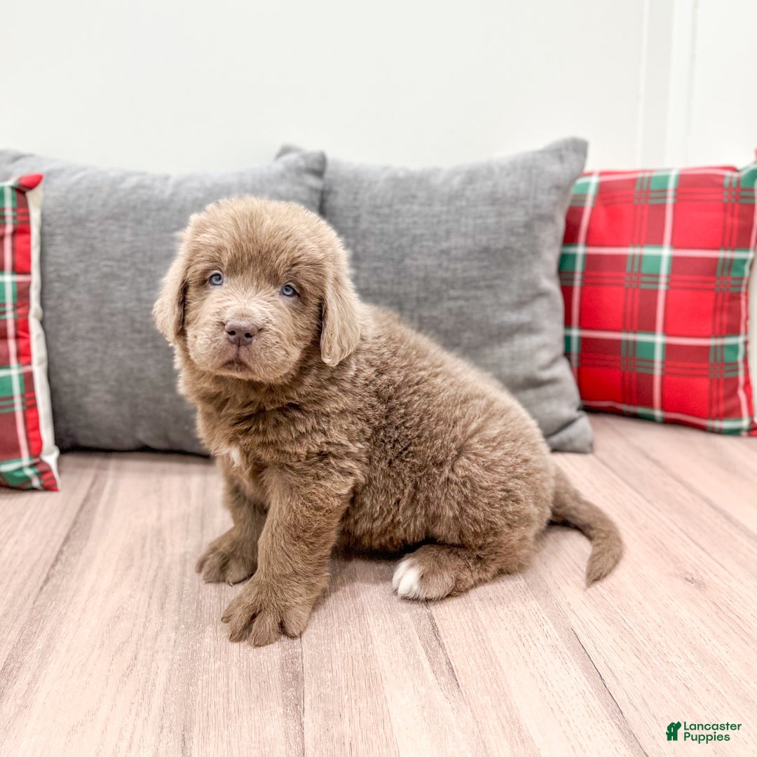 Newfoundland dogs for sale: Ranger - Ad 3