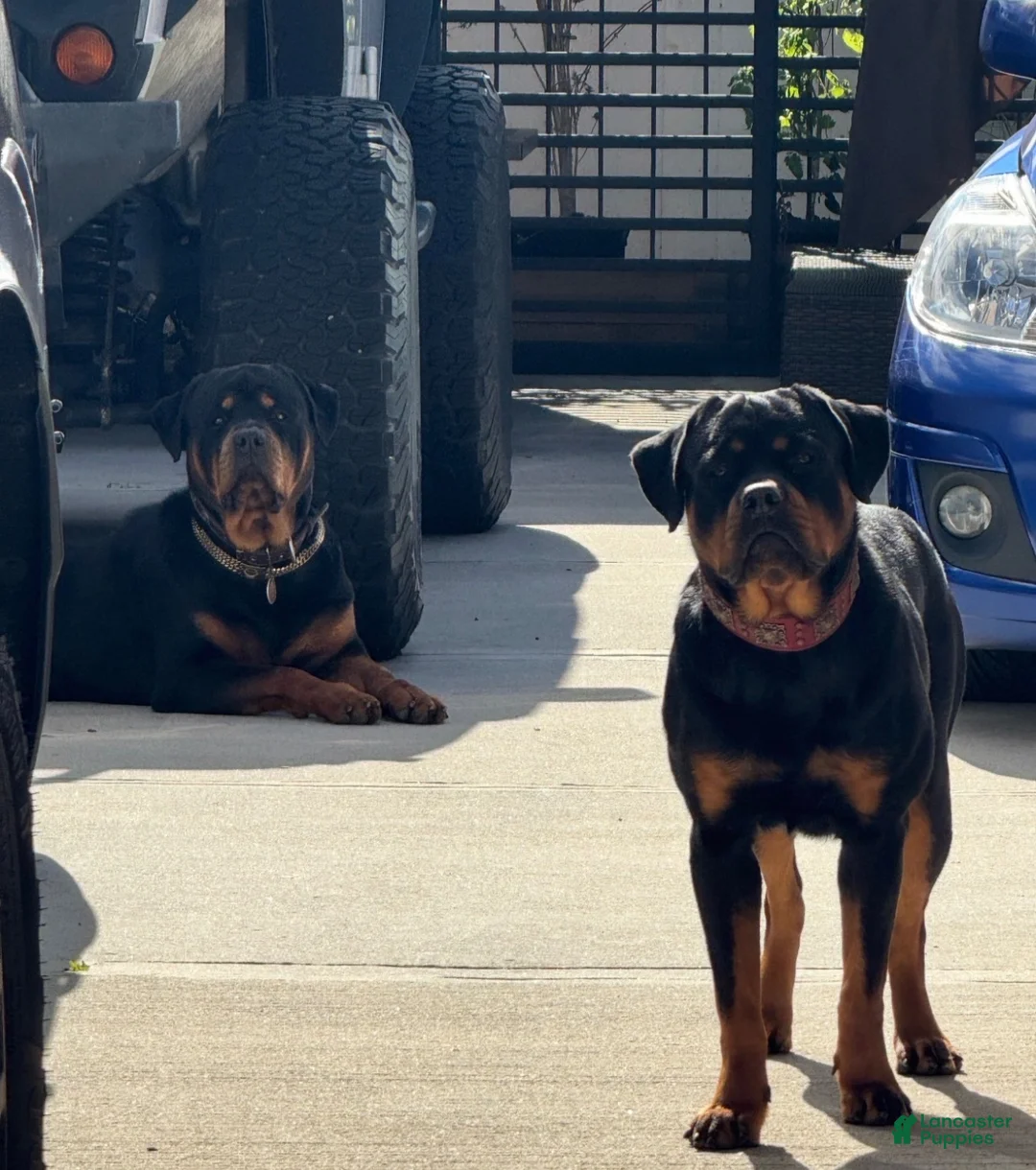Rottweiler dogs for sale: Rottweiler 1 - Ad 2