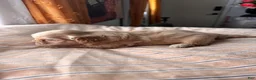 Shihpoo dogs for sale: M’baku  - Ad 5