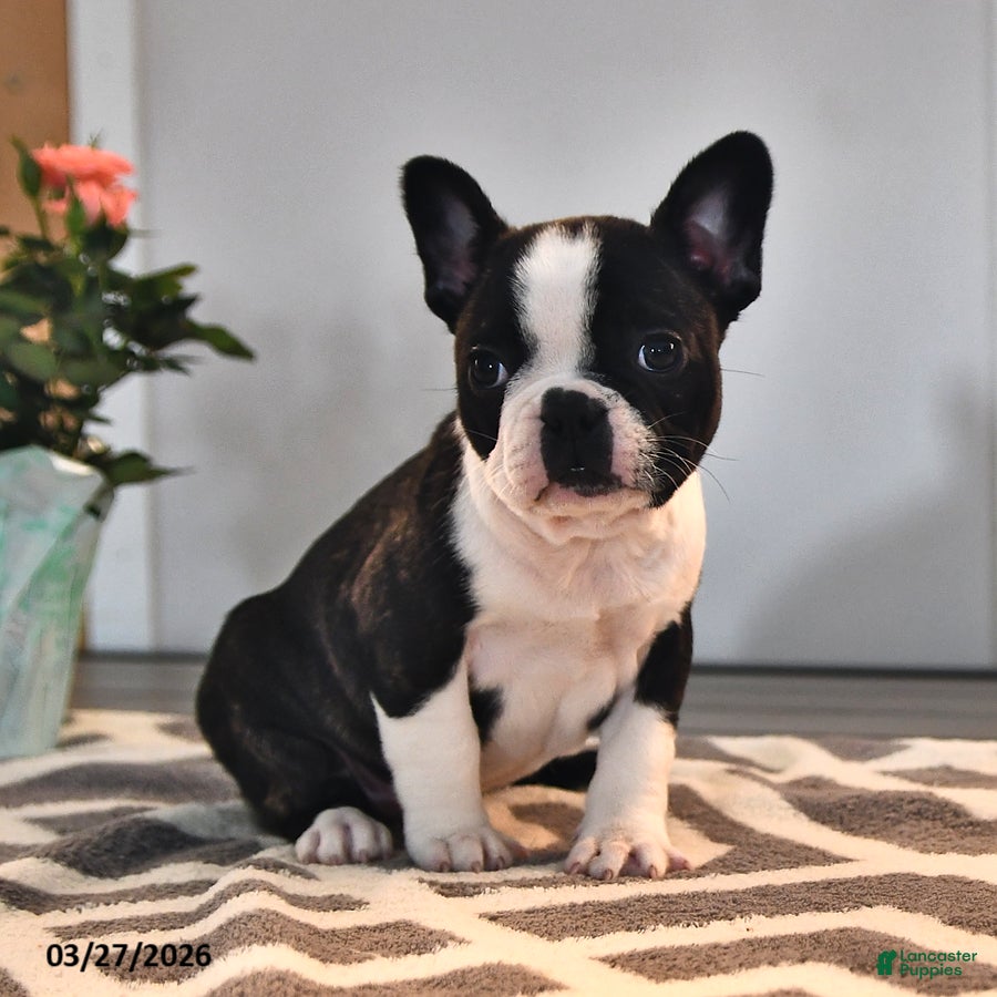 Frenchton dogs Kathy - Ad 1