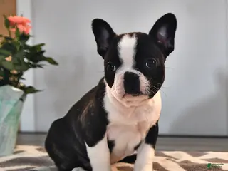 Frenchton dogs for sale: Kathy - Ad 2