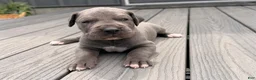 Great Dane dogs for sale: Scripple - Ad 1