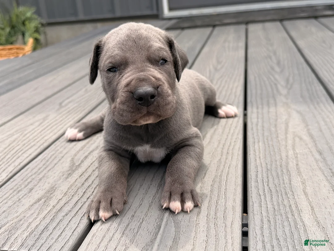 Great Dane dogs for sale: Scripple - Ad 1