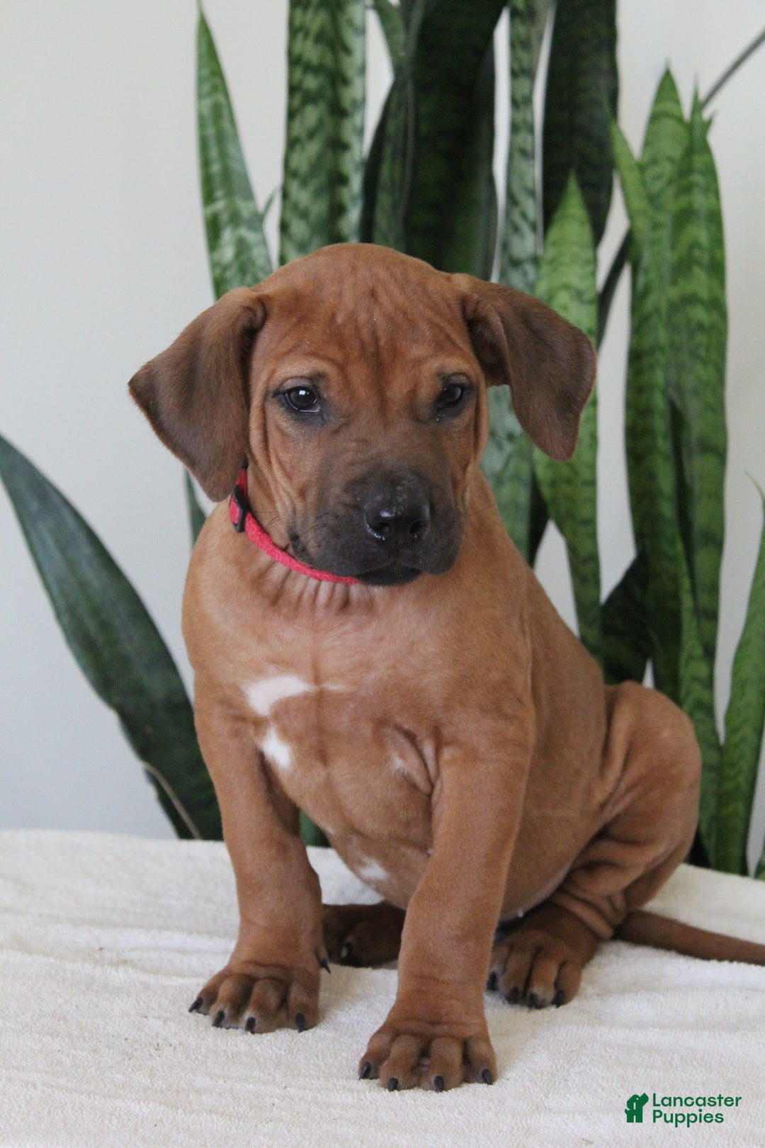 Rhodesian Ridgeback dogs for sale: Rhodesian Ridgeback Puppy 2 - Ad 3