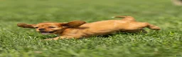 Cavalier King Charles Spaniel dogs for sale: Ford Cavalier King Charles Spaniel  - Ad 4