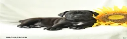 Cane Corso dogs for sale: Bear - Ad 3