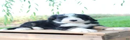 Bernedoodle dogs for sale: Harper - Ad 3