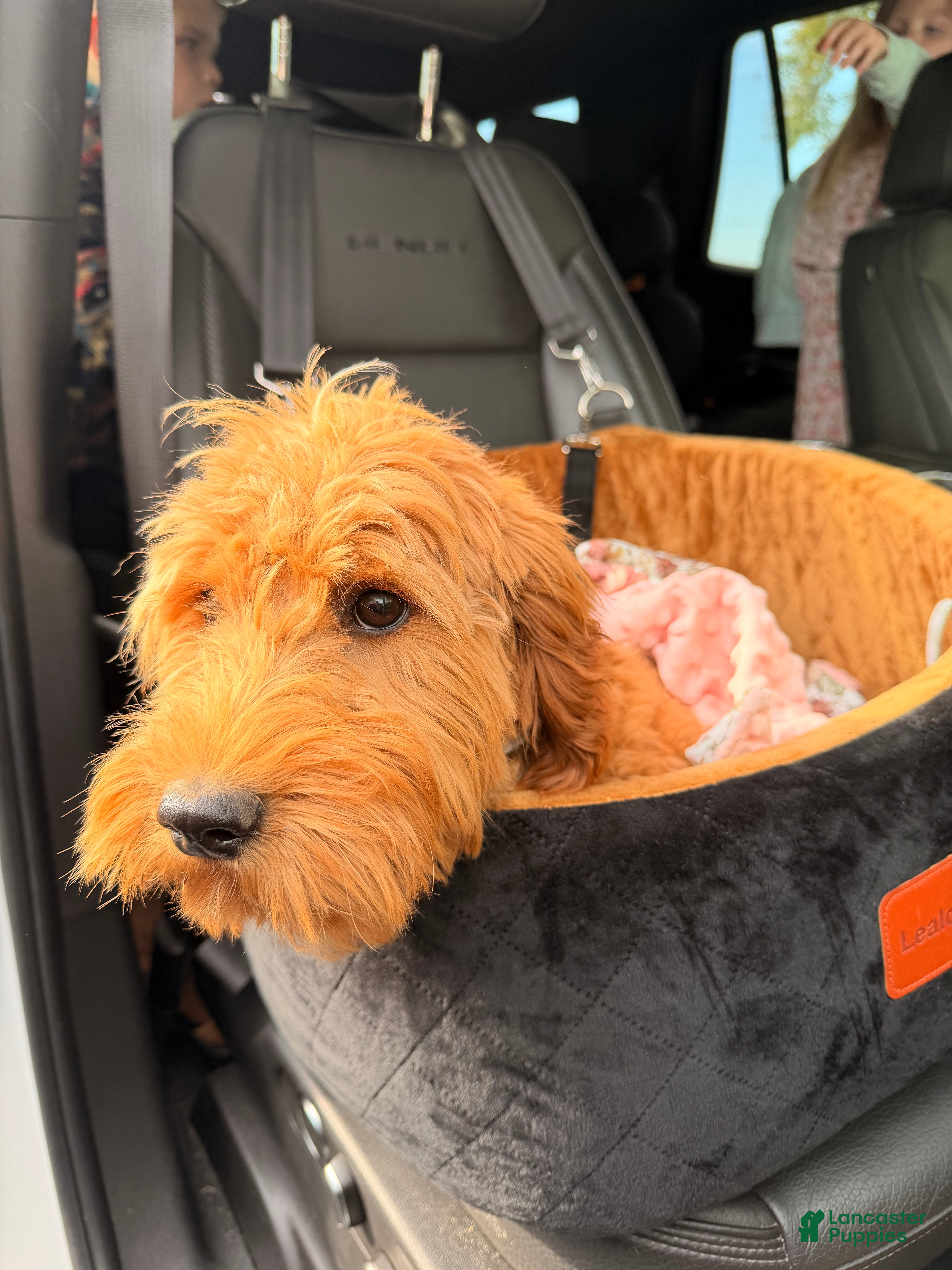 Goldendoodle dogs Della - Ad 1