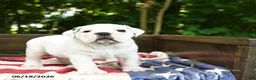 Olde English Bulldogge dogs for sale: Scooter - Ad 2