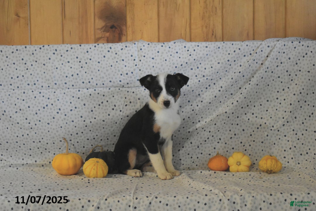 Mixed Breed dogs for sale: Sydney - Ad 3