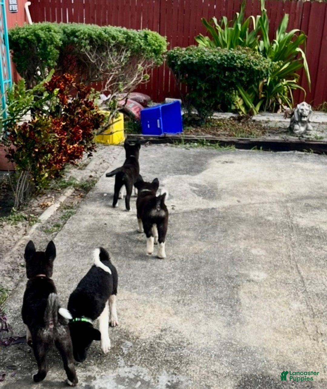 Akita dogs for sale: Akita Puppy 1 - Ad 12