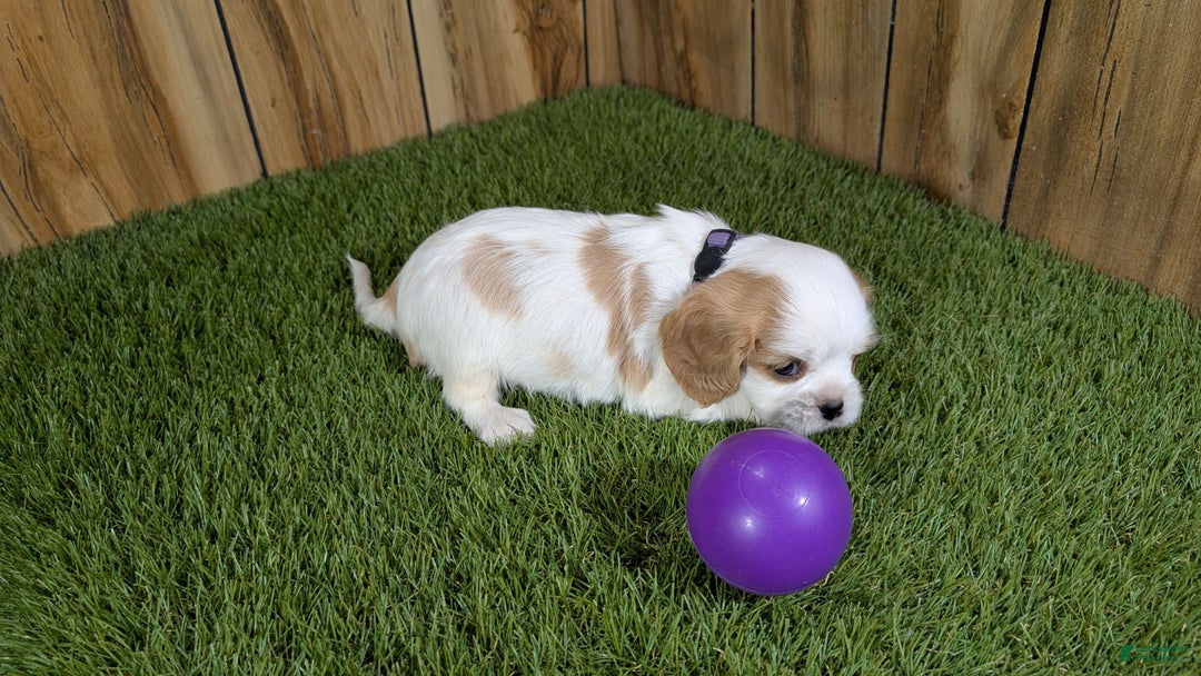 Cavalier King Charles Spaniel dogs for sale: Sally Girl 2 - Ad 4