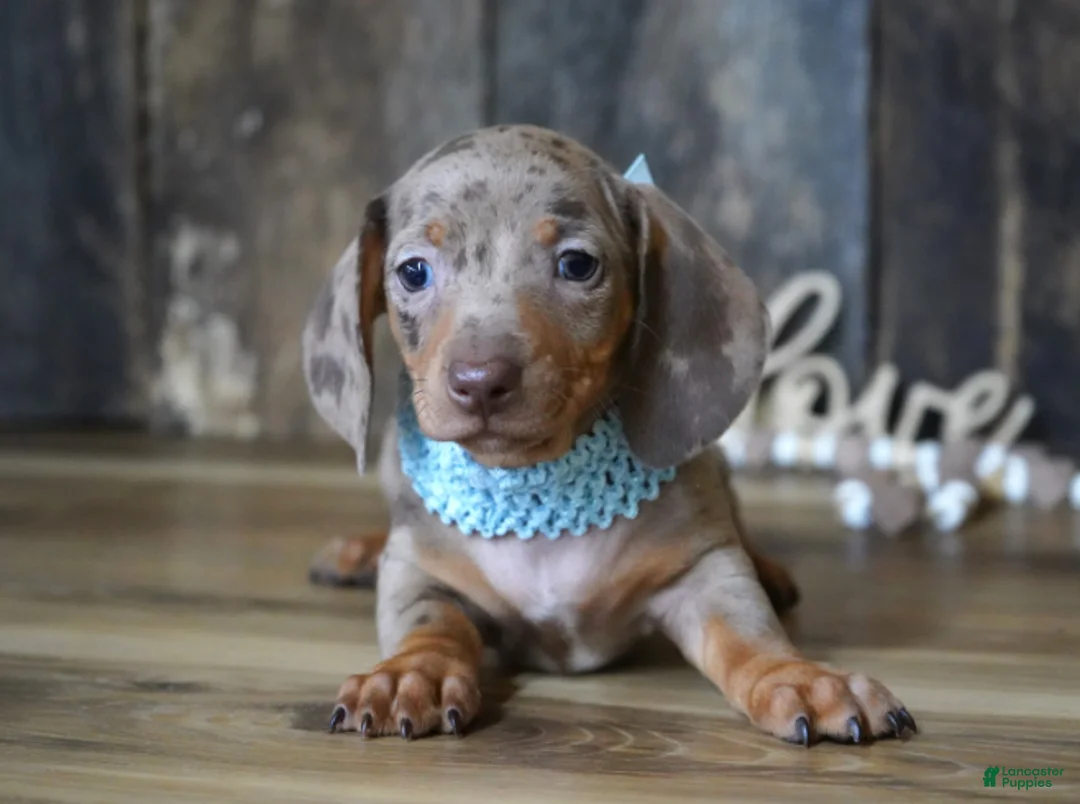 Miniature Dachshund dogs for sale: Brandt - Ad 1