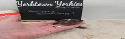 Yorkshire Terrier dogs for sale: Marley - Ad 1