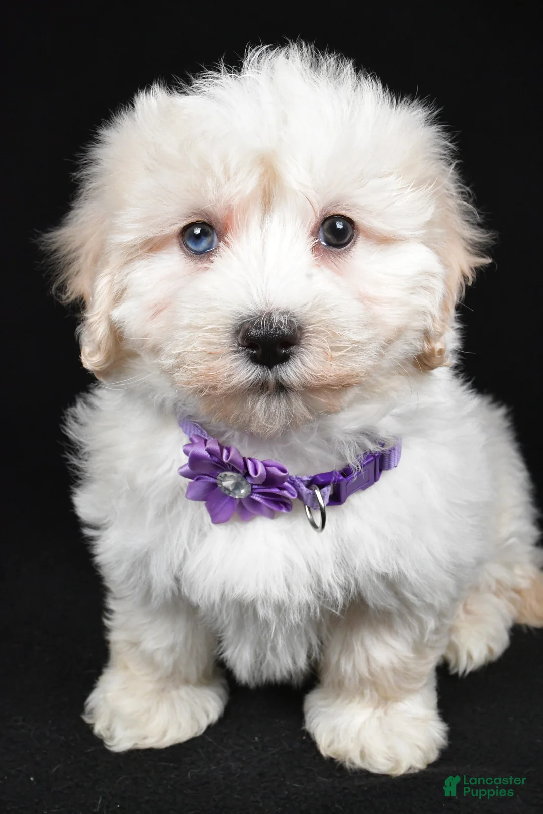 Maltipoo dogs for sale: Hannah - Ad 8