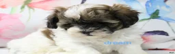 Shihpoo dogs for sale: Lyla - Ad 4