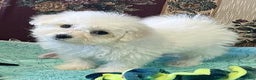 Bichon Frise dogs for sale: Thurmond - Ad 1