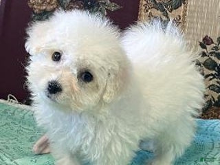Bichon Frise dogs Thurmond - Ad 8