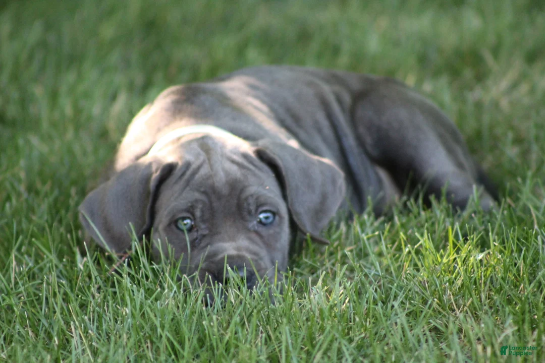 Cane Corso dogs for sale: Xena - Ad 2