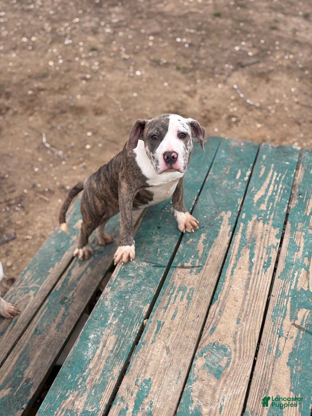 American Bully dogs for sale: Zophia - Ad 6