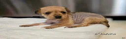 Mixed Breed dogs for sale: Dakota - Ad 4
