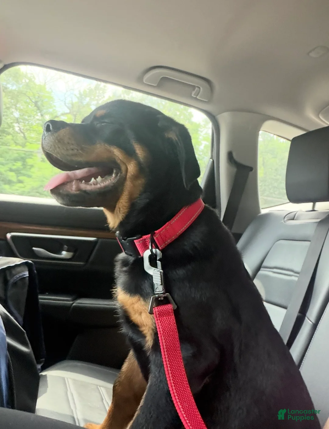 Rottweiler dogs for sale: Rottweiler 1 - Ad 7
