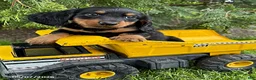 Dachshund dogs for sale: Milo - Ad 1