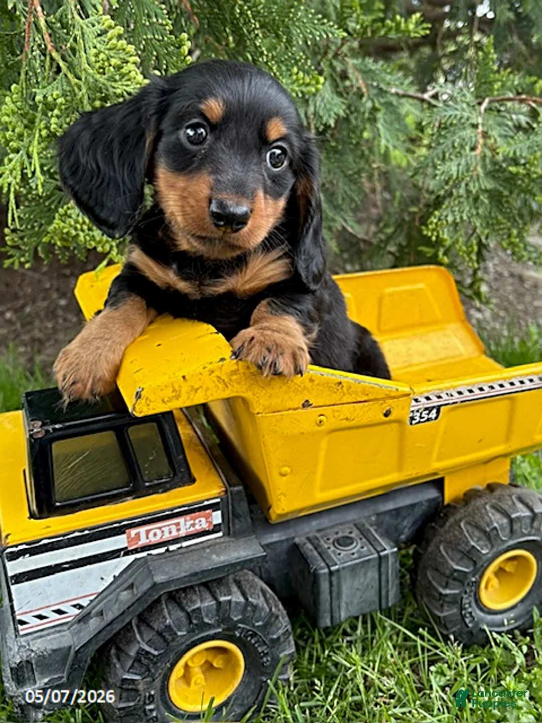 Dachshund dogs for sale: Milo - Ad 1