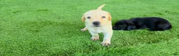 Labrador Retriever dogs for sale: Milo - Ad 3