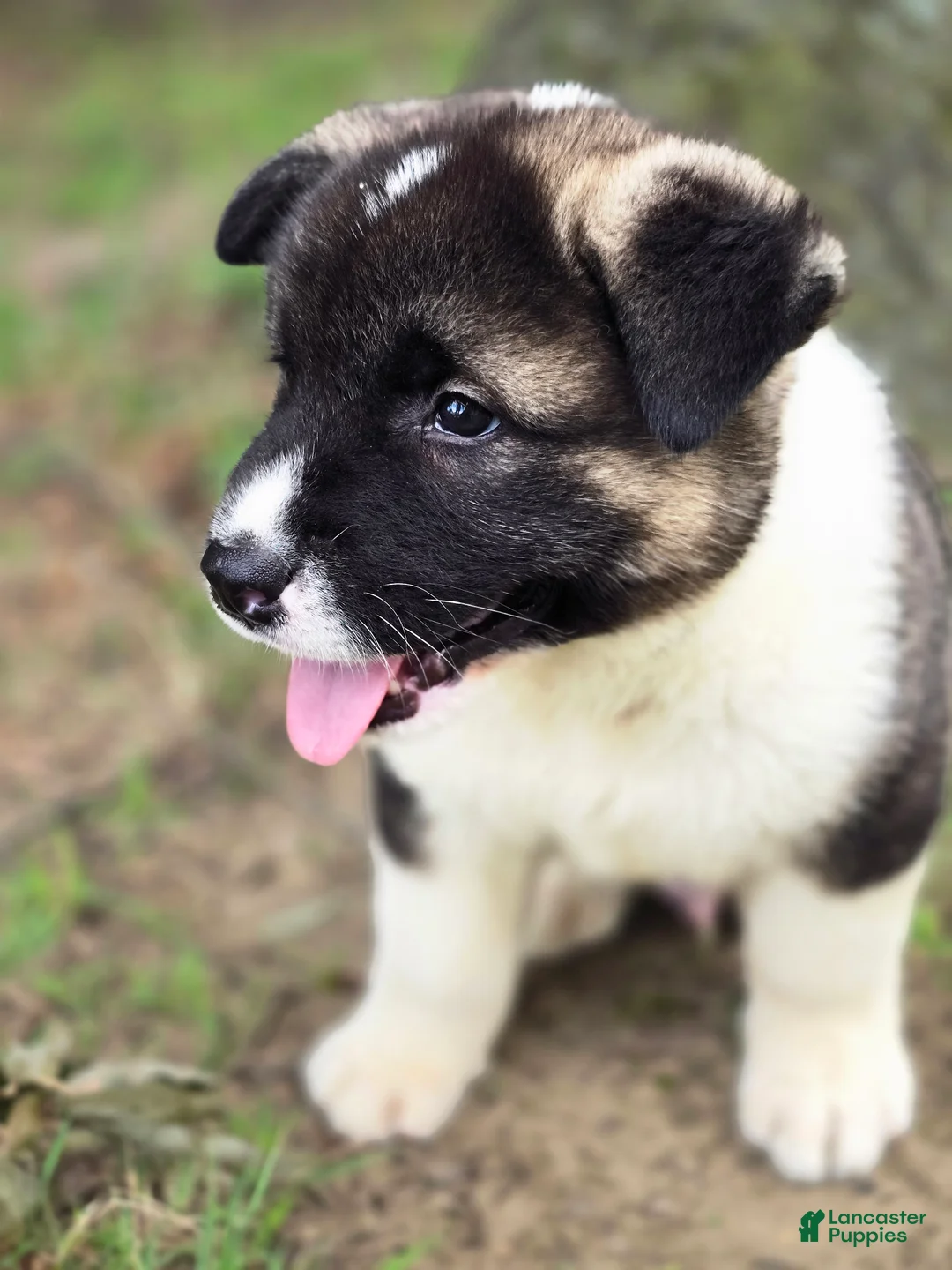Akita dogs for sale: Bear  - Ad 1