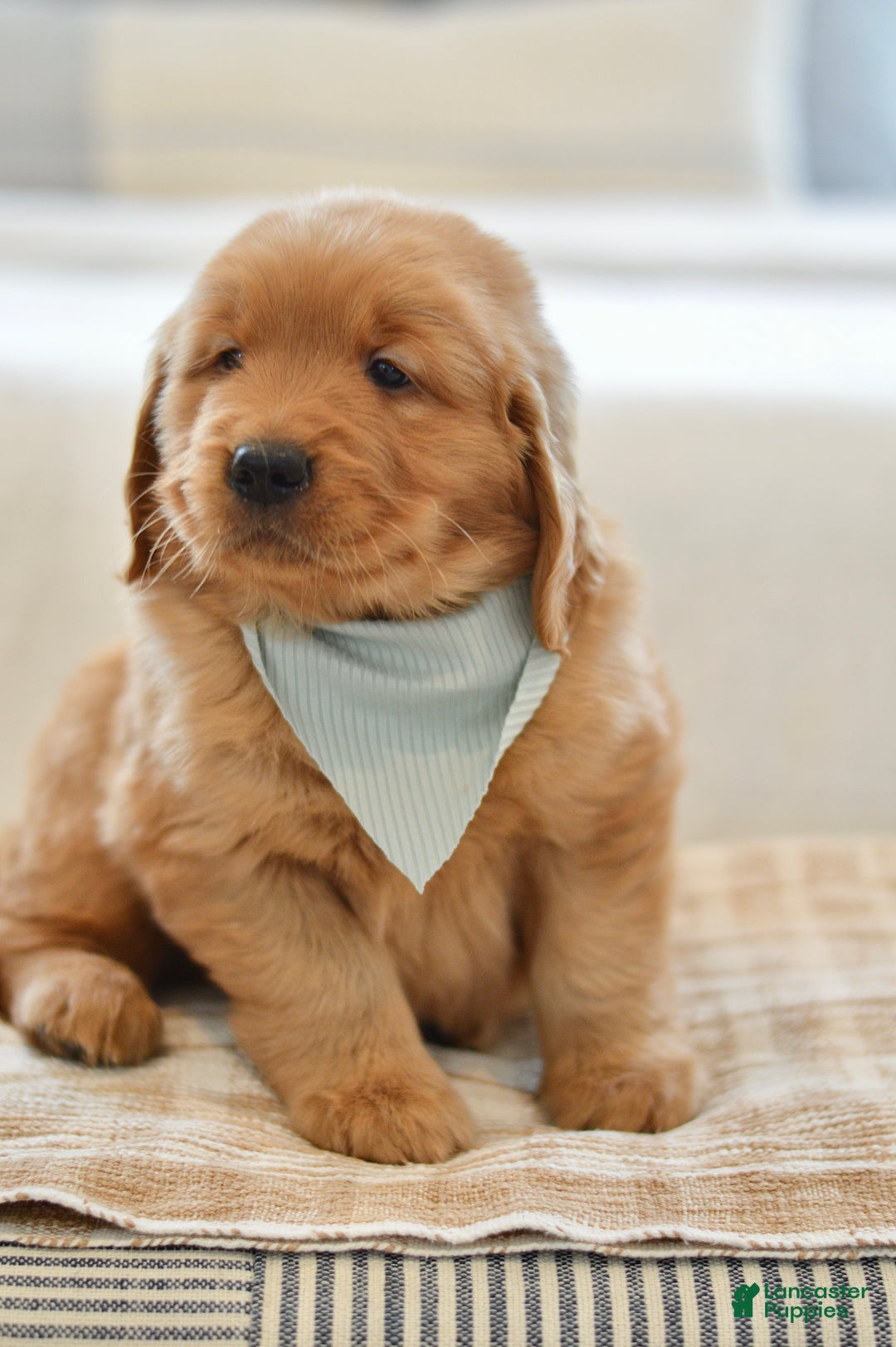 Golden Retriever dogs for sale: Moe - Ad 5