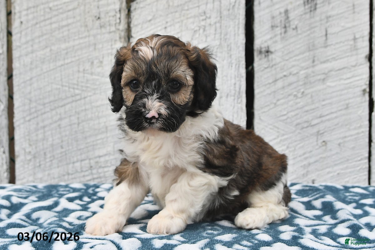 Cockapoo dogs Rover - Ad 2