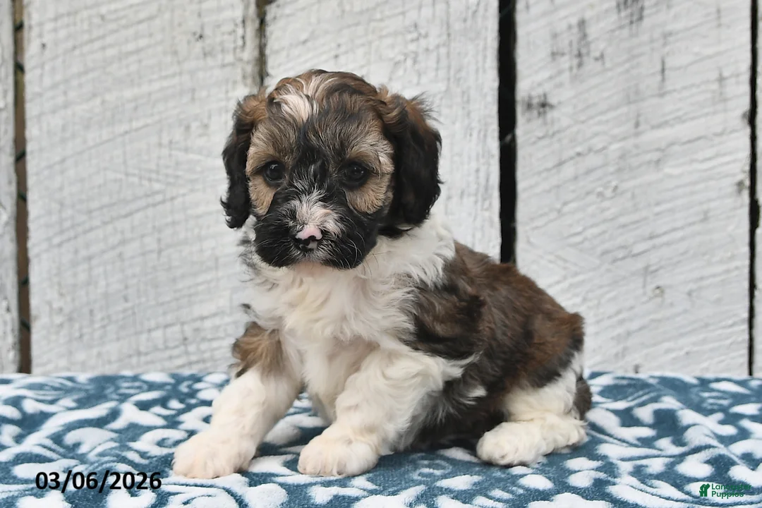 Cockapoo dogs for sale: Rover - Ad 2