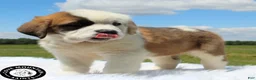 Saint Bernard dogs for sale: Abby - Ad 4