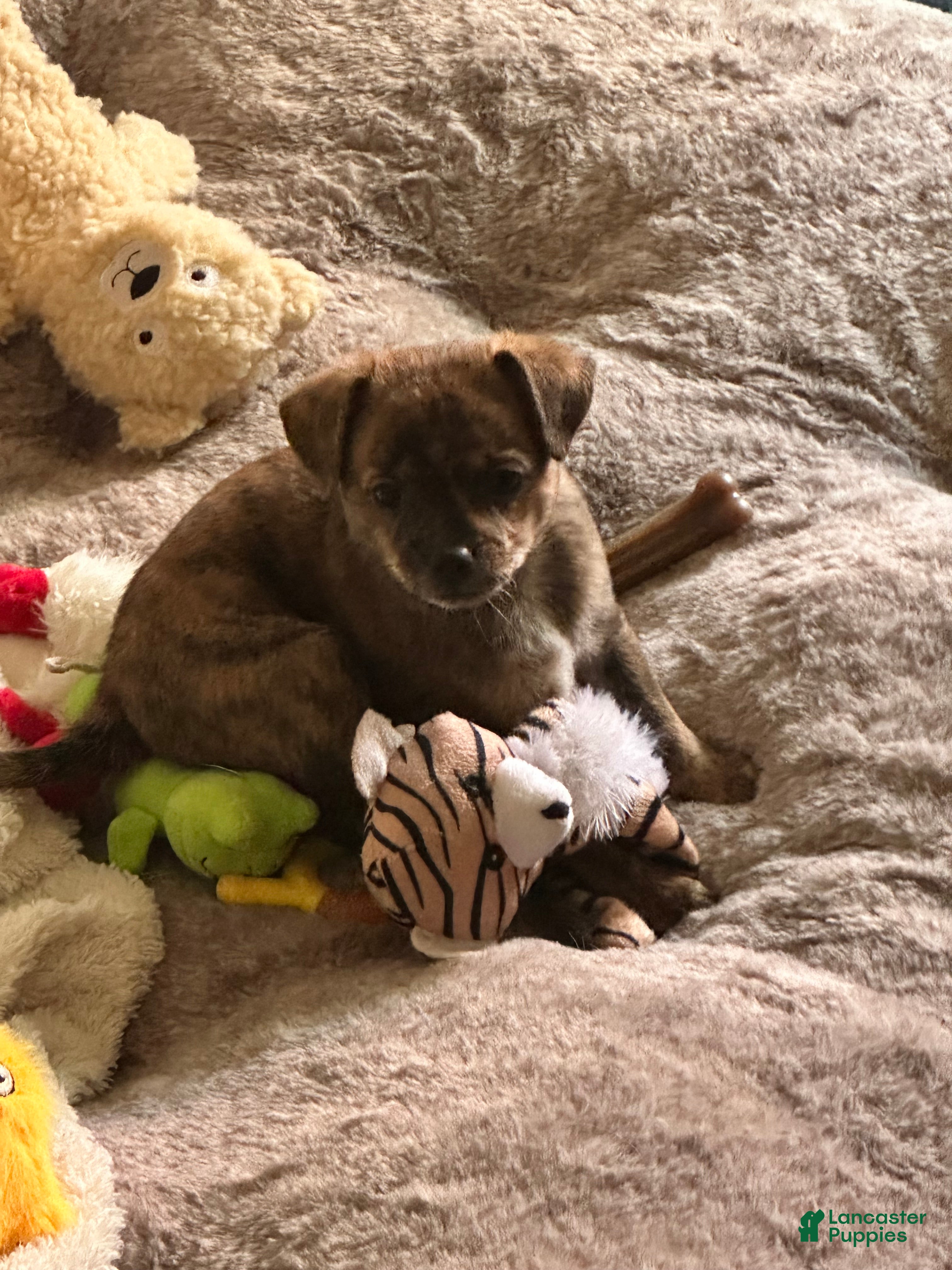 Mixed Breed dogs Mixed Breed 2 - Ad 41