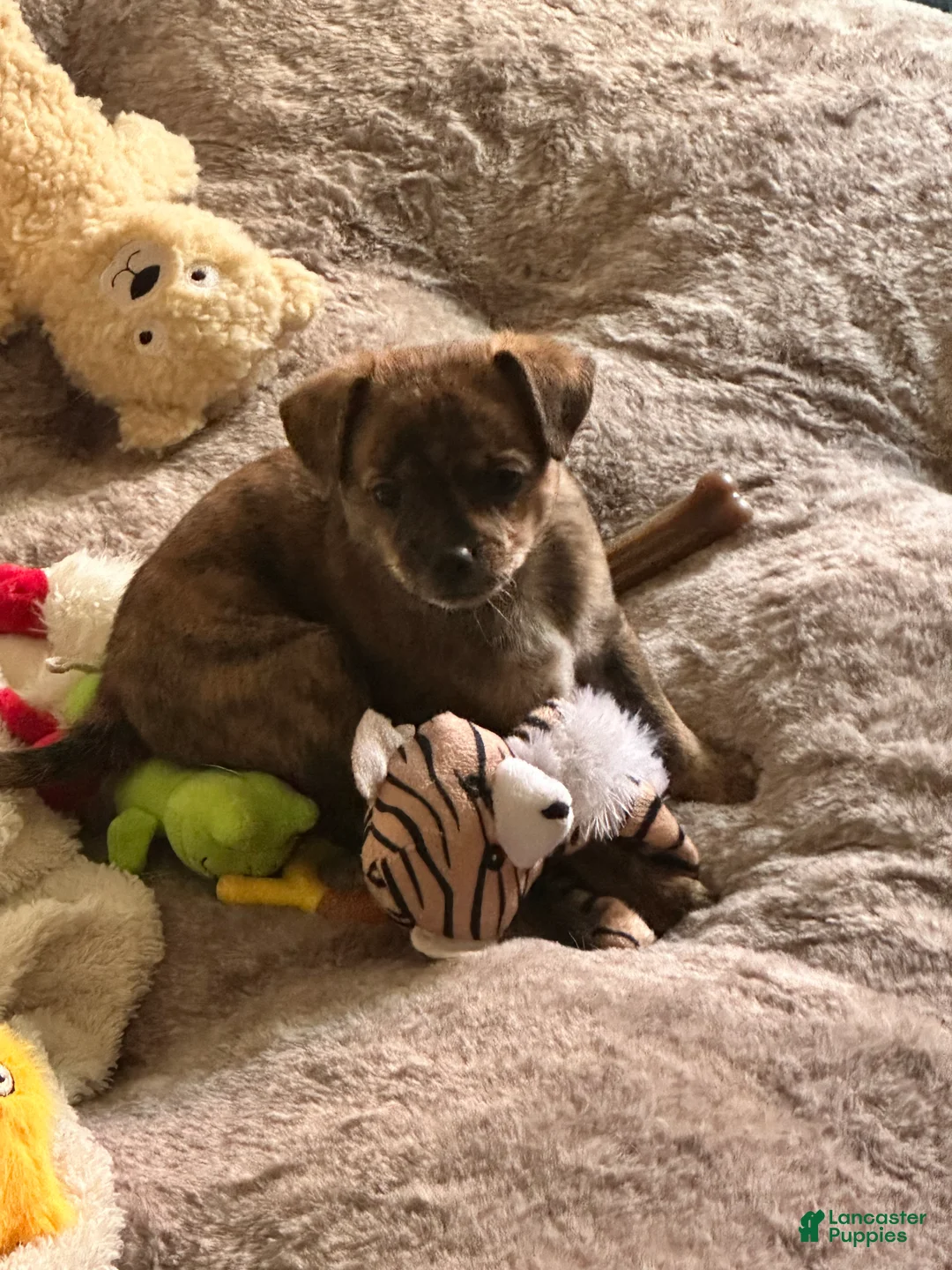 Mixed Breed dogs for sale: Mixed Breed 2 - Ad 1