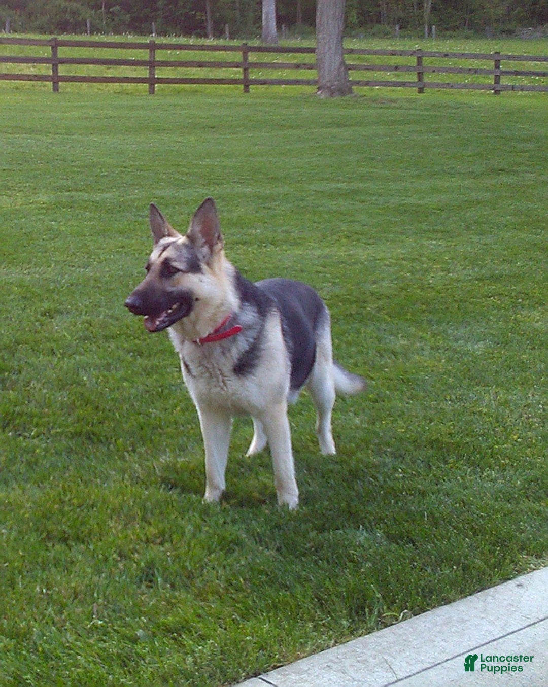 German Shepherd dogs for sale: Lilly - Ad 5