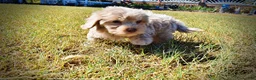 Havapoo dogs for sale: Ozzie - Ad 5