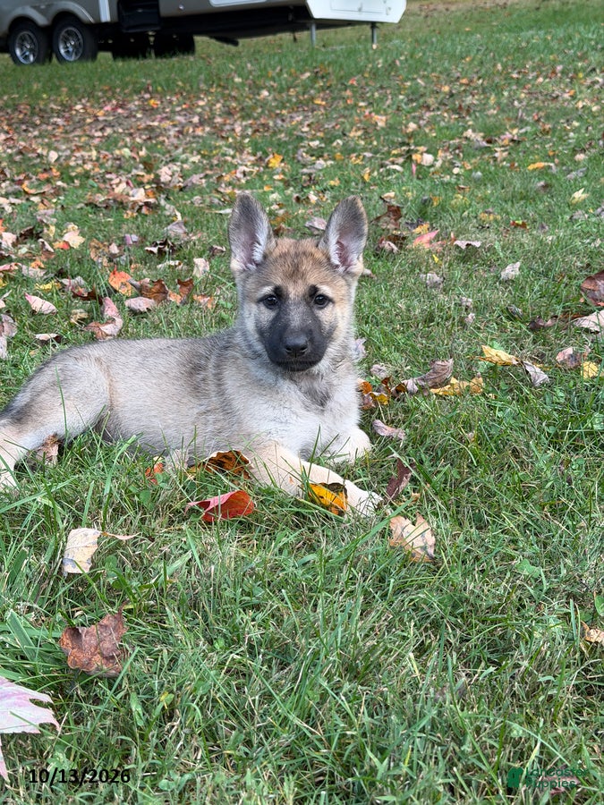 German Shepherd dogs Gracie - Ad 1