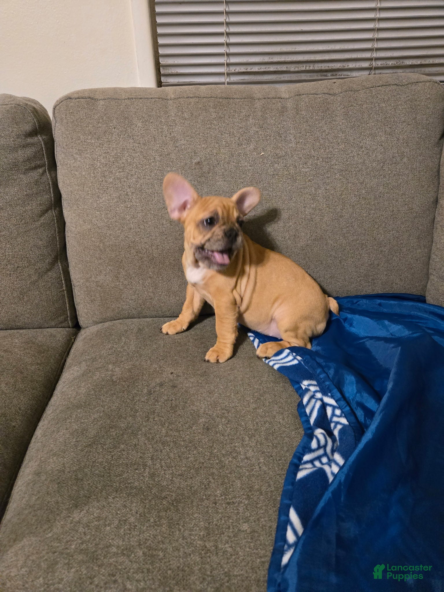 French Bulldog dogs Caramell - Ad 29