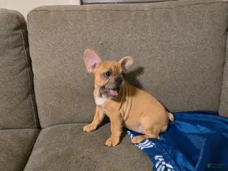 French Bulldog dogs Caramell - Ad 42