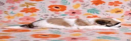 Coton De Tulear dogs for sale: Petunia - Ad 12