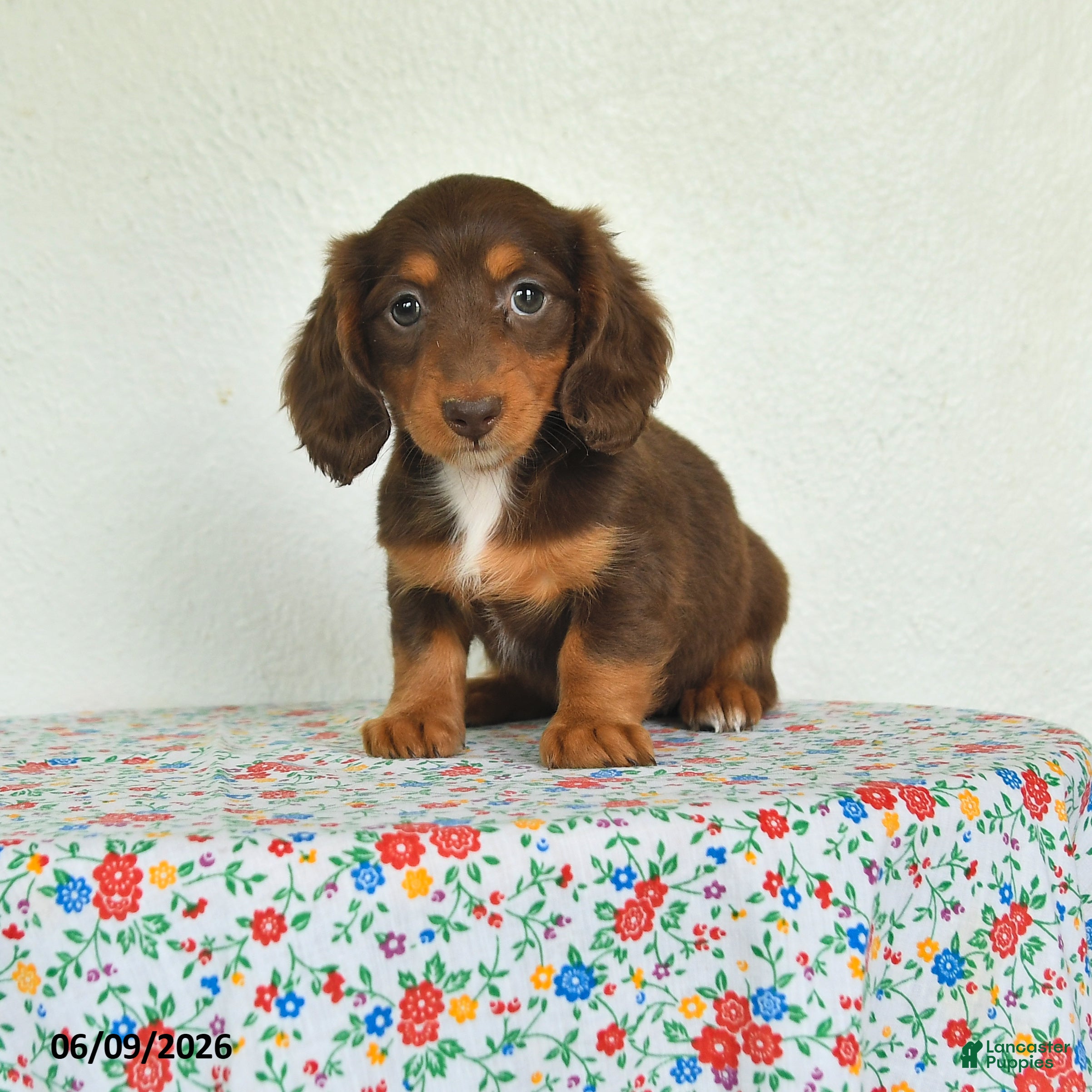 Miniature Dachshund dogs Kiki - Ad 1