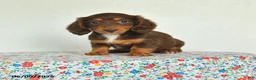 Miniature Dachshund dogs for sale: Kiki - Ad 1