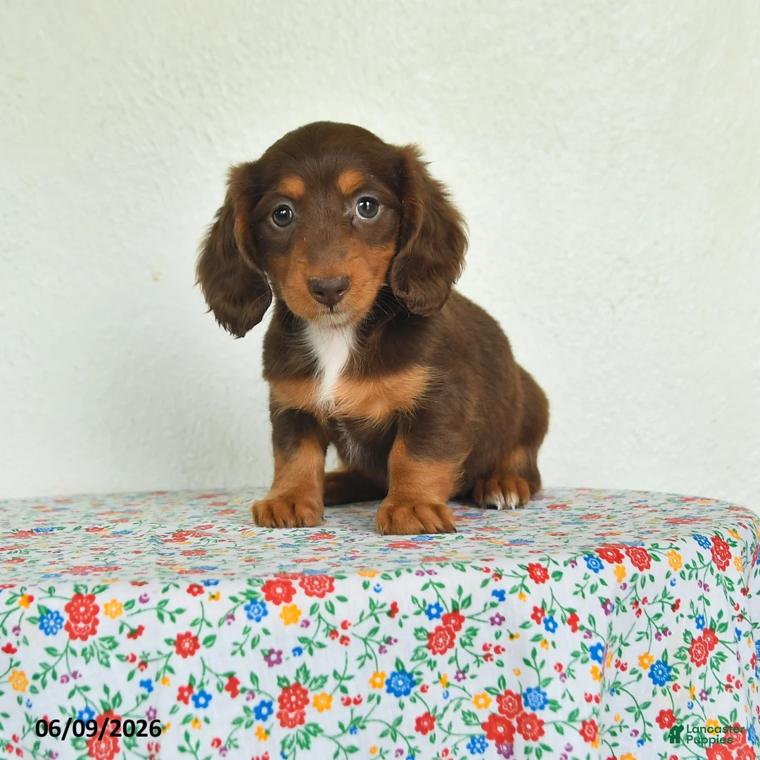 Miniature Dachshund dogs for sale: Kiki - Ad 1
