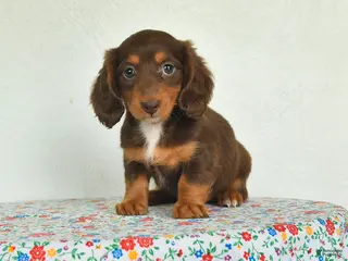 Miniature Dachshund dogs for sale: Kiki - Ad 3