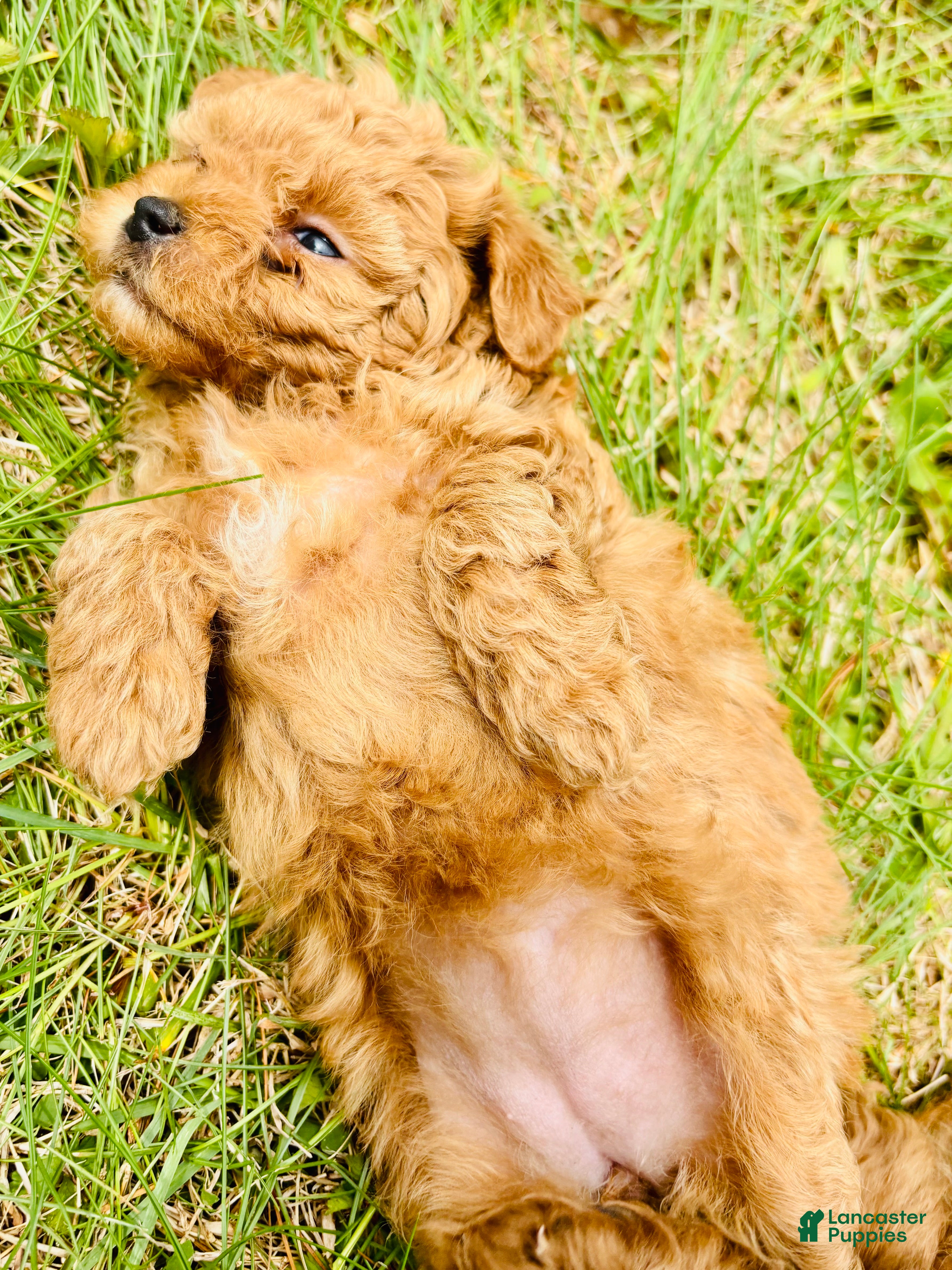 Toy Poodle dogs Toy Poodle Puppy 4 - Ad 4