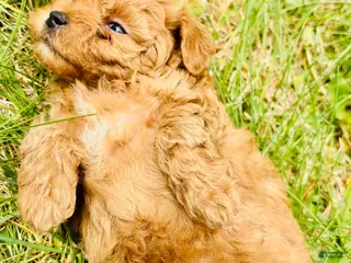 Toy Poodle dogs Toy Poodle Puppy 4 - Ad 4