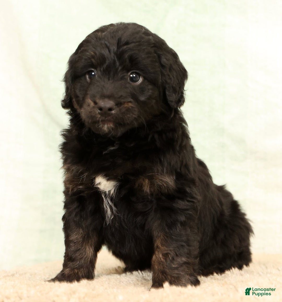 Mini Aussiedoodle dogs for sale: Blake - Ad 4