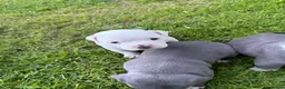 American Bully dogs for sale: Bailey  - Ad 1